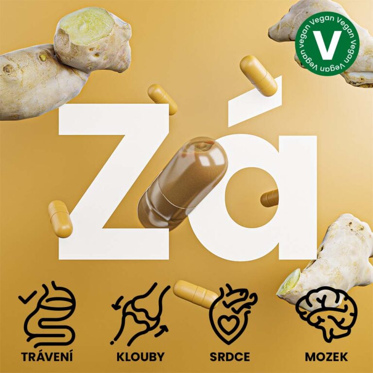 Zázvor